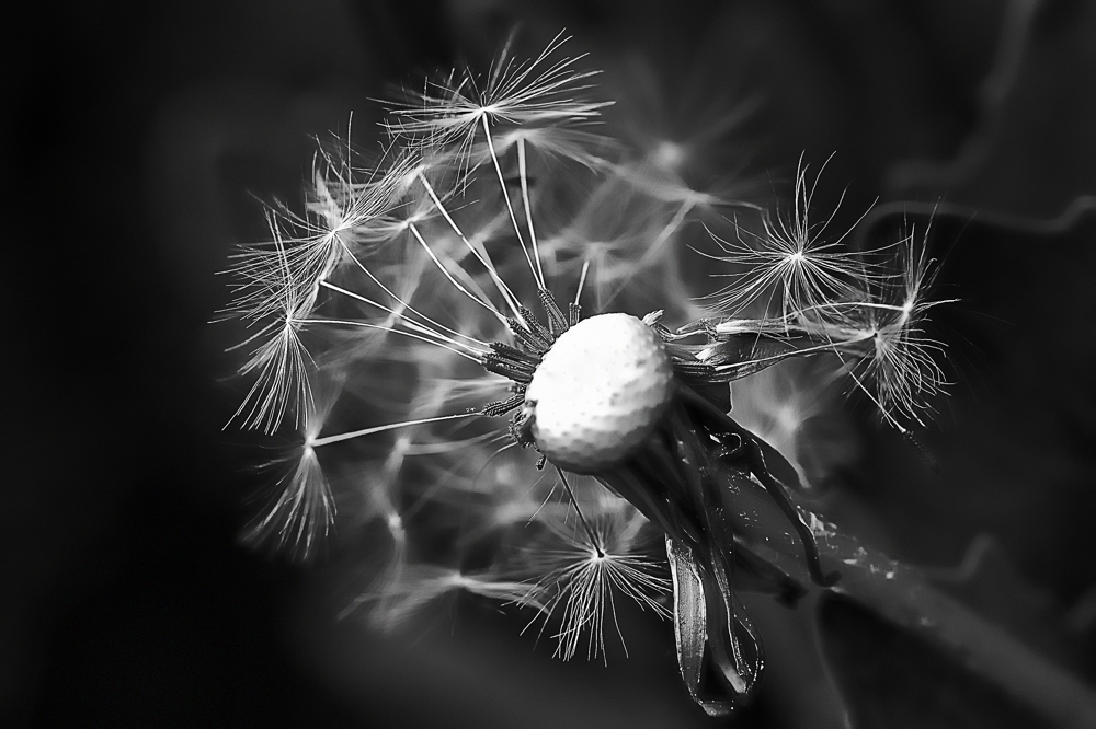 Mueller Franz Pusteblume